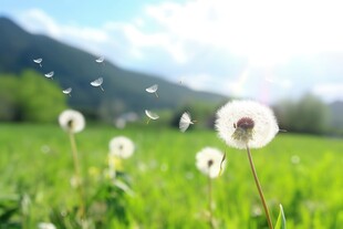 创意草地露珠蓝天吹散的蒲公英