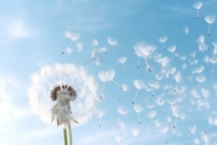 创意草地露珠蓝天吹散的蒲公英