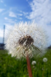 创意草地露珠蓝天吹散的蒲公英