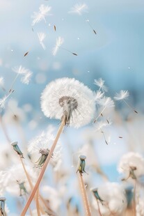 创意草地露珠蓝天吹散的蒲公英