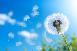 创意草地露珠蓝天吹散的蒲公英