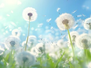 创意草地露珠蓝天吹散的蒲公英