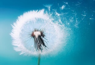 创意草地露珠蓝天吹散的蒲公英