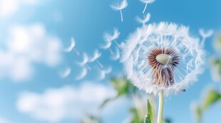 创意草地露珠蓝天吹散的蒲公英