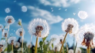 创意草地露珠蓝天吹散的蒲公英