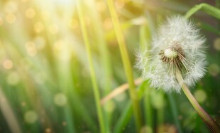创意草地露珠蓝天吹散的蒲公英