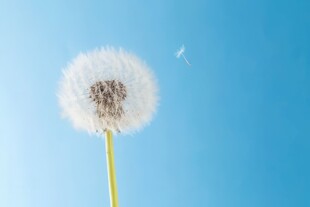 创意清晨吹散的蒲公英小伞种子