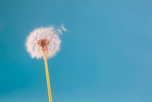 创意清晨吹散的蒲公英小伞种子