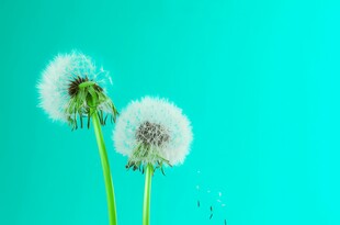 创意清晨吹散的蒲公英小伞种子