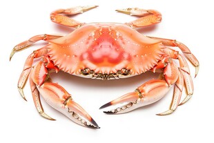 金秋高级食材大闸蟹螃蟹图片