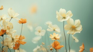 清爽鲜花花瓣花朵露珠背景图