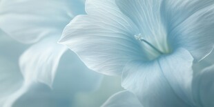 清爽鲜花花瓣花朵露珠背景图