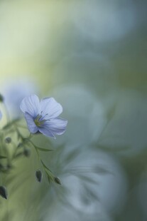 清爽鲜花花瓣花朵露珠背景图