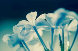 清爽鲜花花瓣花朵露珠背景图