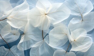 清爽鲜花花瓣花朵露珠背景图