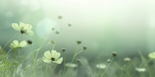 清爽鲜花花瓣花朵露珠背景图