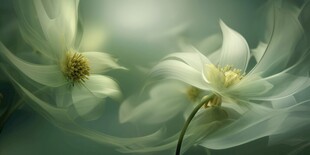 清爽鲜花花瓣花朵露珠背景图