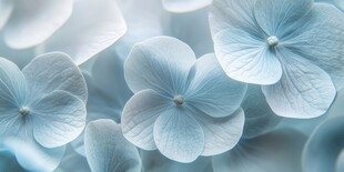 清爽鲜花花瓣花朵露珠背景图