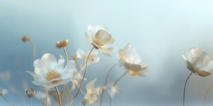 清爽鲜花花瓣花朵露珠背景图