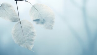 清爽鲜花花瓣花朵露珠背景图