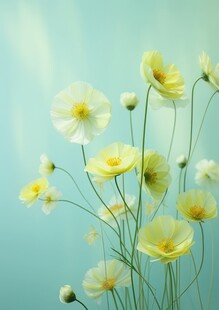 清爽鲜花花瓣花朵露珠背景图