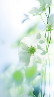 清爽鲜花花瓣花朵露珠背景图