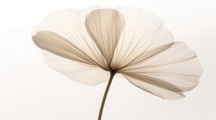 清爽鲜花花瓣花朵露珠背景图