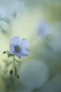 清爽鲜花花瓣花朵露珠背景图