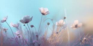 清爽鲜花花瓣花朵露珠背景图