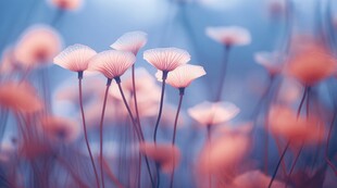 清爽鲜花花瓣花朵露珠背景图