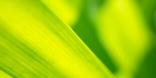 清爽荷叶叶子四叶草铜钱草露珠