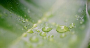 清爽荷叶叶子四叶草铜钱草露珠