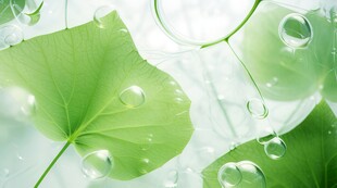 清爽荷叶叶子四叶草铜钱草露珠