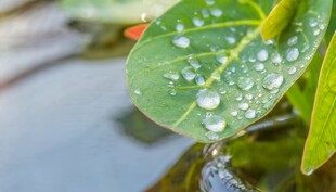 清爽荷叶叶子四叶草铜钱草露珠