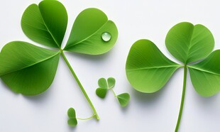 清爽荷叶叶子四叶草铜钱草露珠