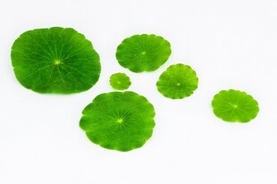 清爽荷叶叶子四叶草铜钱草露珠