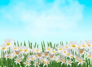 春光明媚户外风景鲜花草地