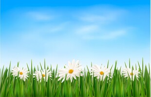 春光明媚户外风景鲜花草地