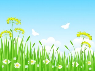 明媚清晨鲜花蝴蝶菊花叶子草地图