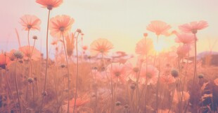 明媚清晨鲜花蝴蝶菊花叶子草地图