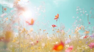 明媚清晨鲜花蝴蝶菊花叶子草地图