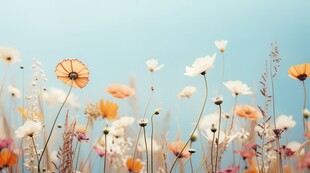 明媚清晨鲜花蝴蝶菊花叶子草地图