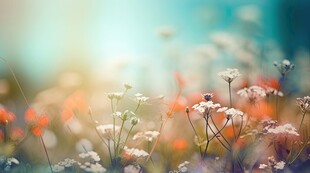 明媚清晨鲜花蝴蝶菊花叶子草地图