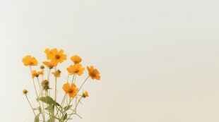 明媚清晨鲜花蝴蝶菊花叶子草地图