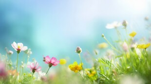 明媚清晨鲜花蝴蝶菊花叶子草地图