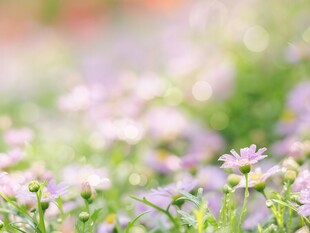 明媚清晨鲜花蝴蝶菊花叶子草地图