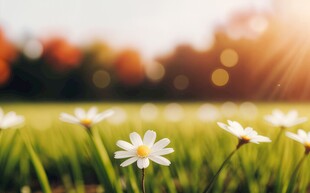 明媚清晨鲜花蝴蝶菊花叶子草地图