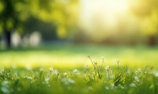 明媚清晨鲜花蝴蝶菊花叶子草地图