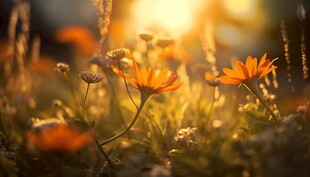 明媚清晨鲜花蝴蝶菊花叶子草地图