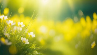 明媚清晨鲜花蝴蝶菊花叶子草地图